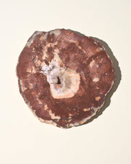 Red Petrified Wood Slab 8 inch