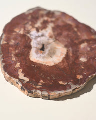 Red Petrified Wood Slab 8 inch
