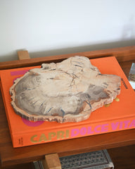 Petrified Wood Slab 3.7lbs