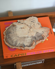 Petrified Wood Slab 3.7lbs