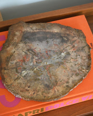 Petrified Wood Slab 5lbs