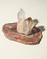 Red Petrified Wood Slab 8 inch