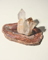 Red Petrified Wood Slab 8 inch