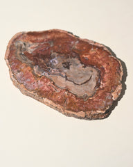 Red Petrified Wood Slab 8 inch