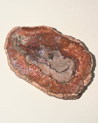 Red Petrified Wood Slab 8 inch