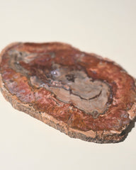 Red Petrified Wood Slab 8 inch