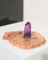 Petrified Wood Slab 5 inch