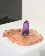 Petrified Wood Slab 5 inch