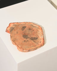 Petrified Wood Slab 5 inch