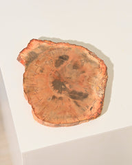 Petrified Wood Slab 5 inch