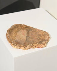 Petrified Wood Slab 6 Inch