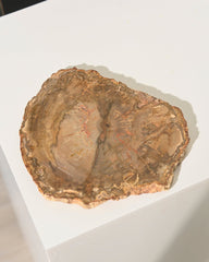 Petrified Wood Slab 6 Inch