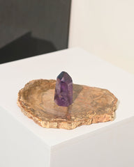 Petrified Wood Slab 6 Inch