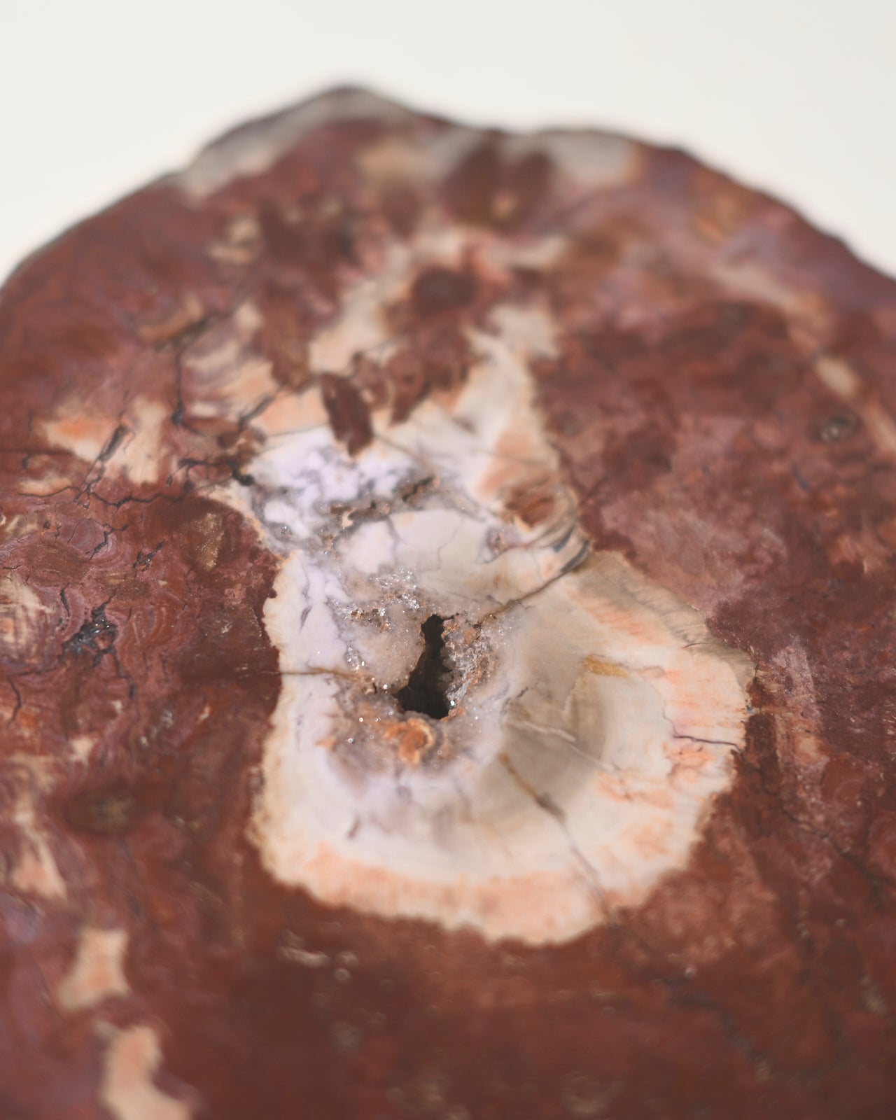 Red Petrified Wood Slab 8 inch