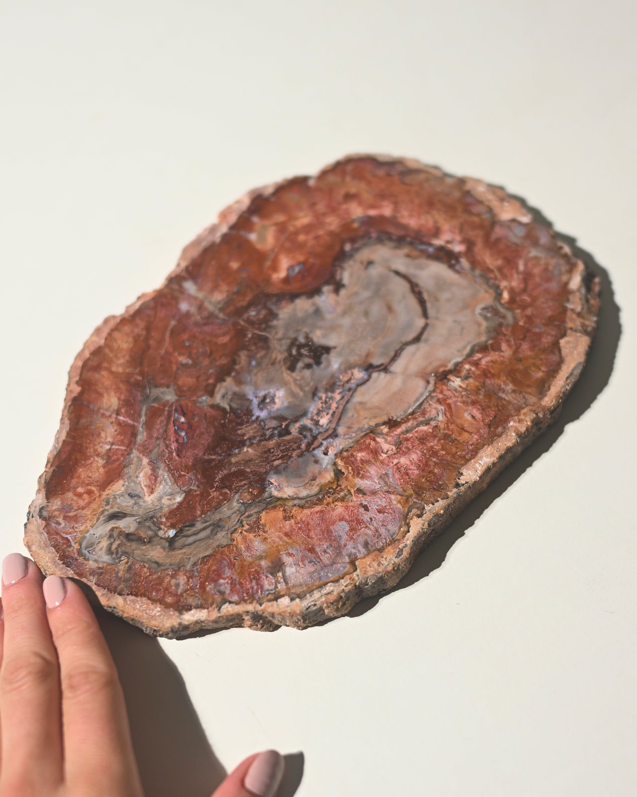 Red Petrified Wood Slab 8 inch
